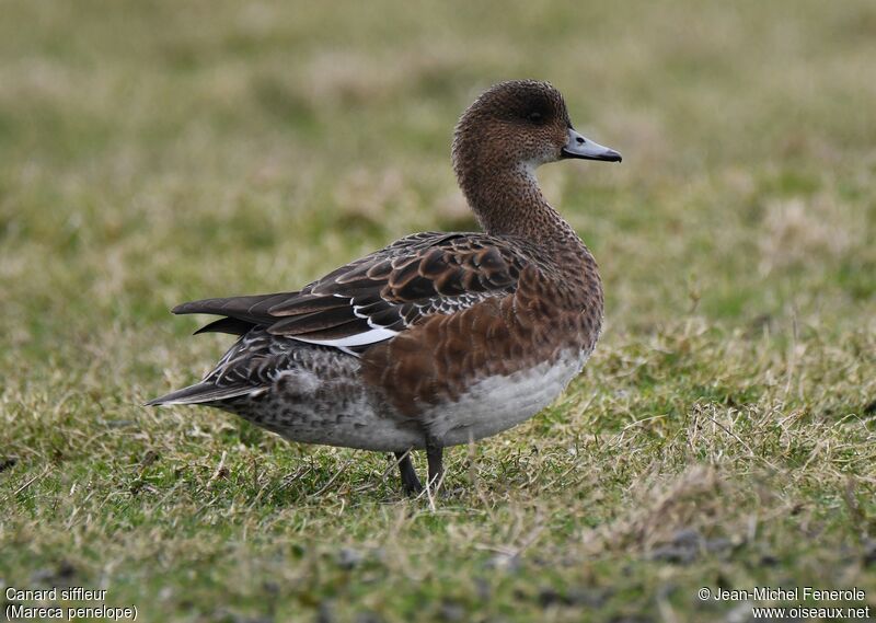 Canard siffleur femelle