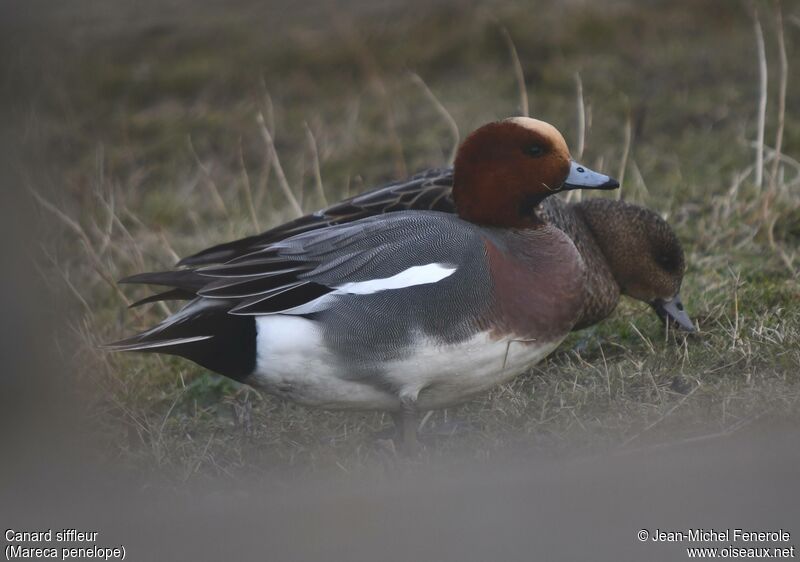 Canard siffleur