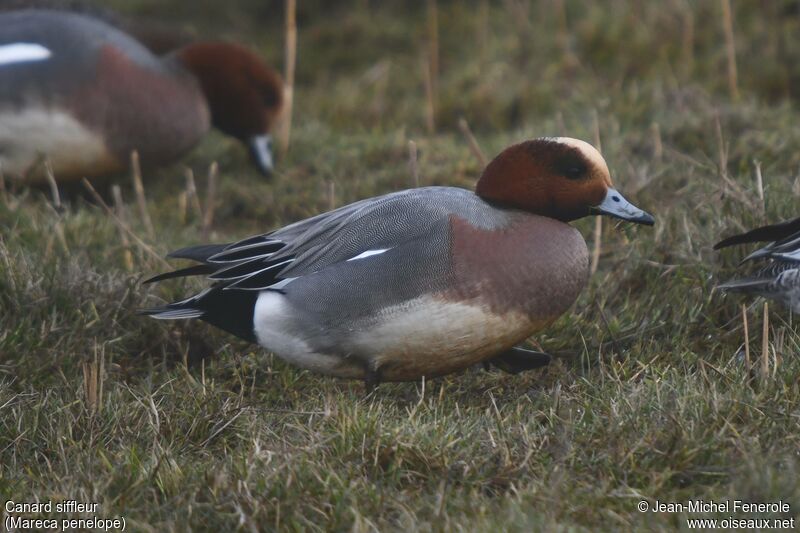 Canard siffleur