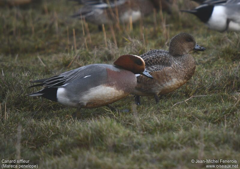 Canard siffleur