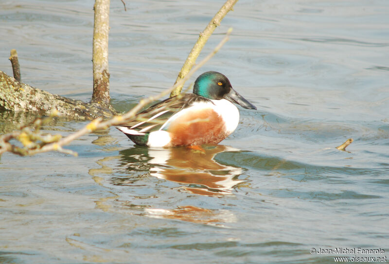 Northern Shoveler male adult