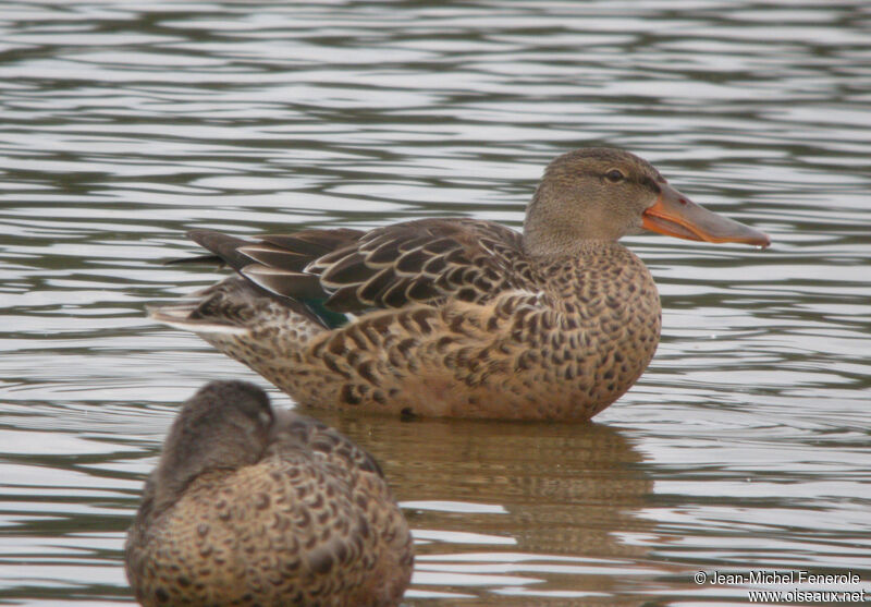 Northern Shoveler