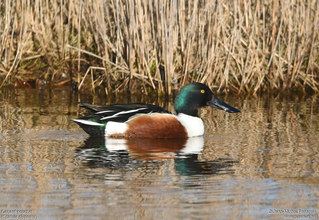 Canard souchet