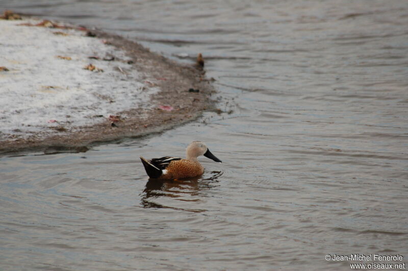 Canard spatule