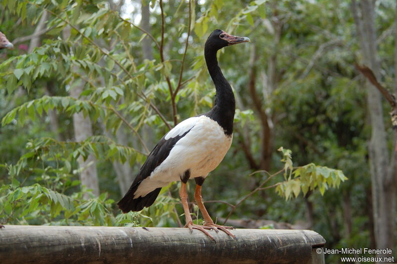 Magpie Gooseadult