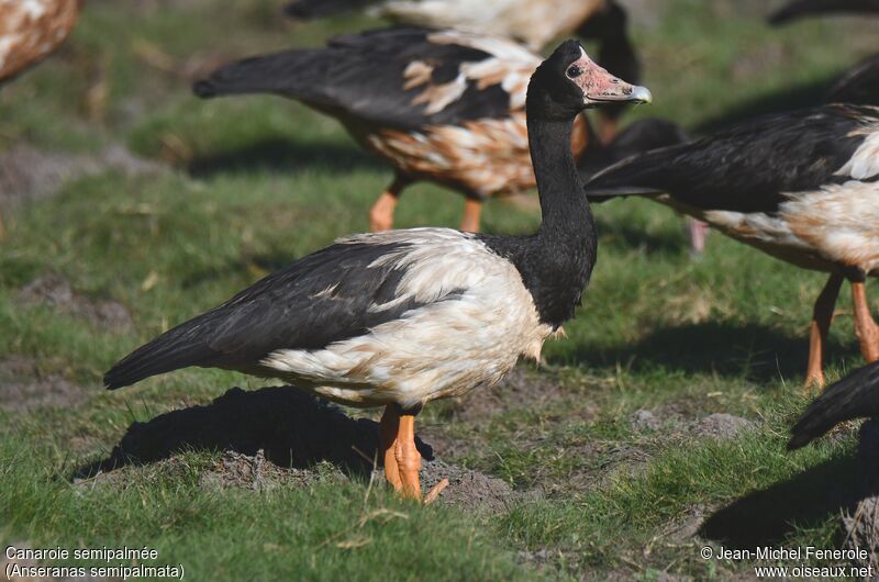 Magpie Goose