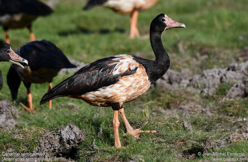 Magpie Goose