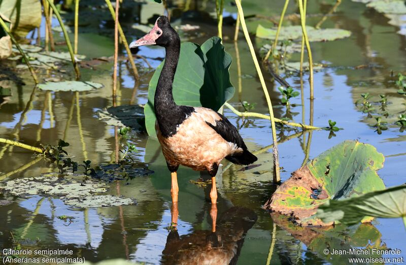 Magpie Goose