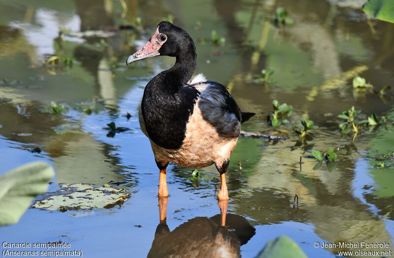 Magpie Goose