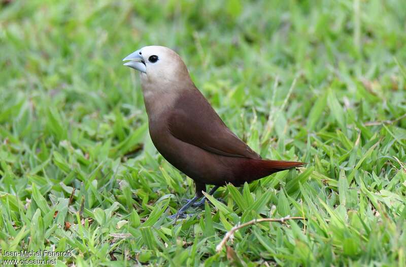 White-headed Muniaadult, identification