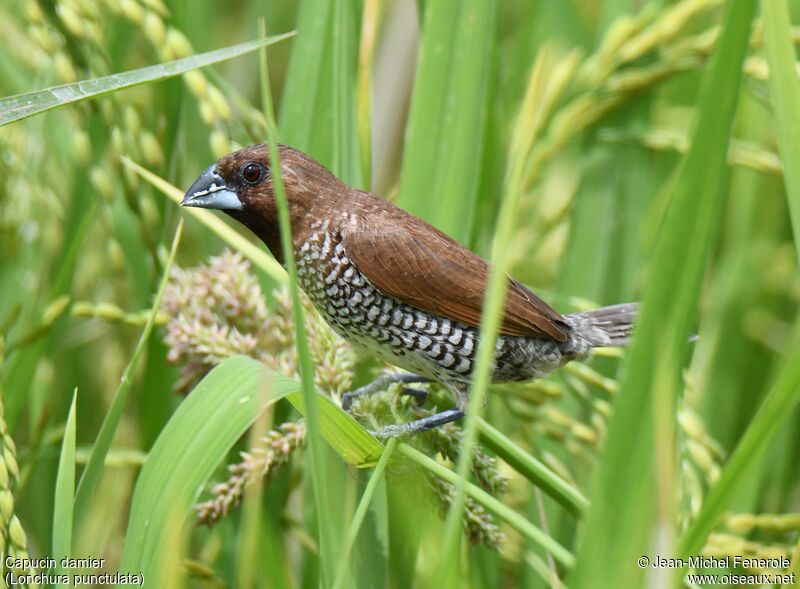 Scaly-breasted Munia