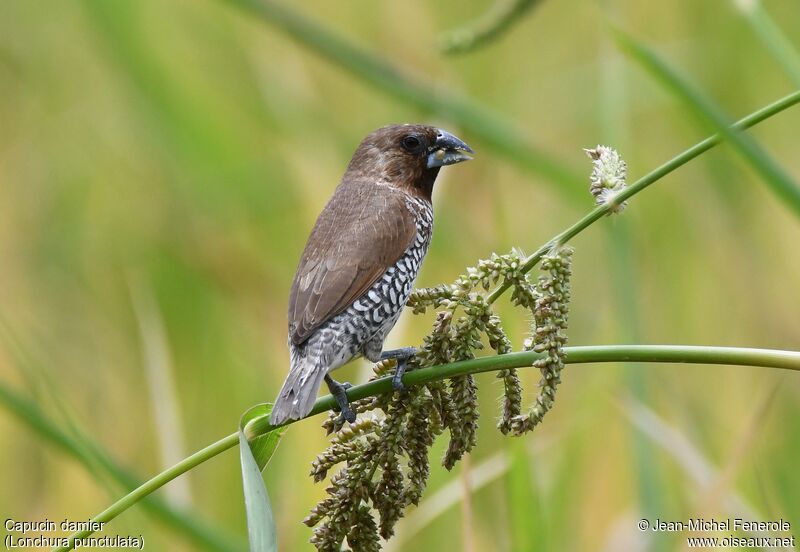 Scaly-breasted Munia