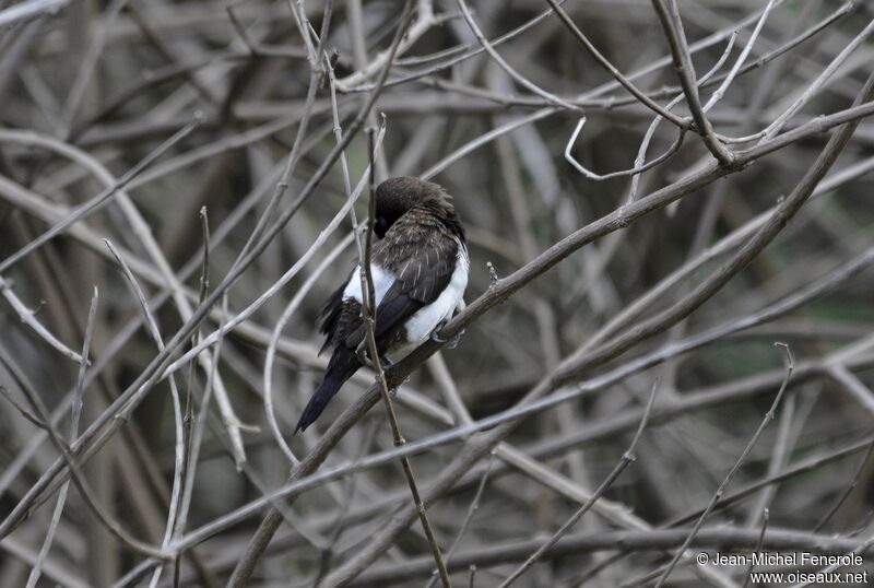 White-rumped Munia