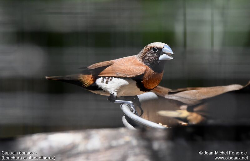 Chestnut-breasted Mannikin