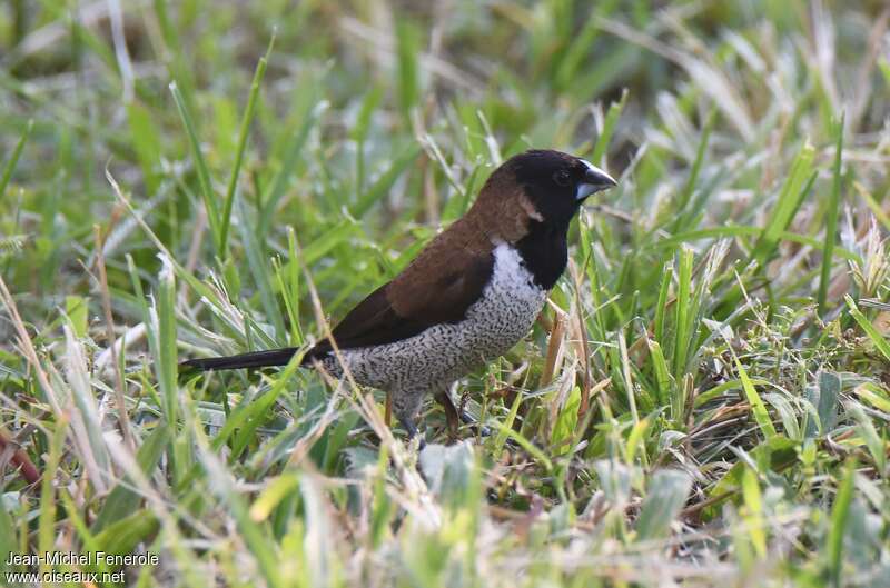 Black-faced Muniaadult