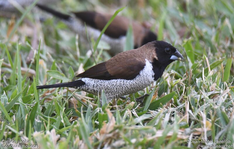 Black-faced Munia