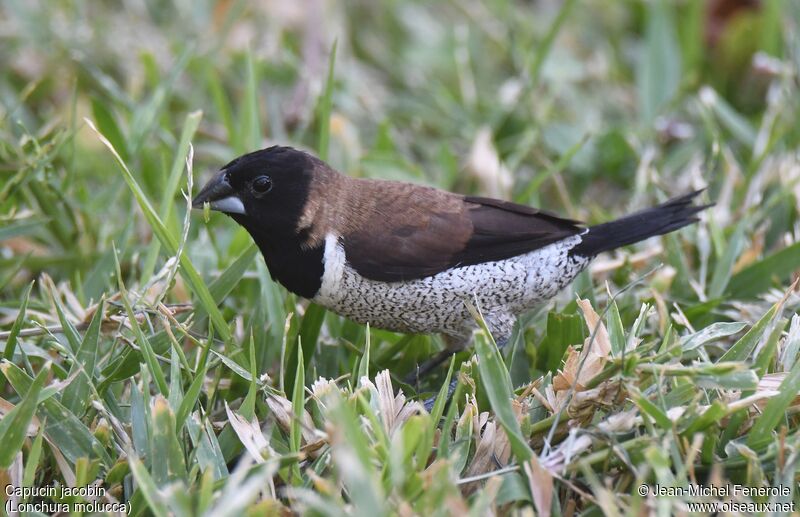 Black-faced Munia