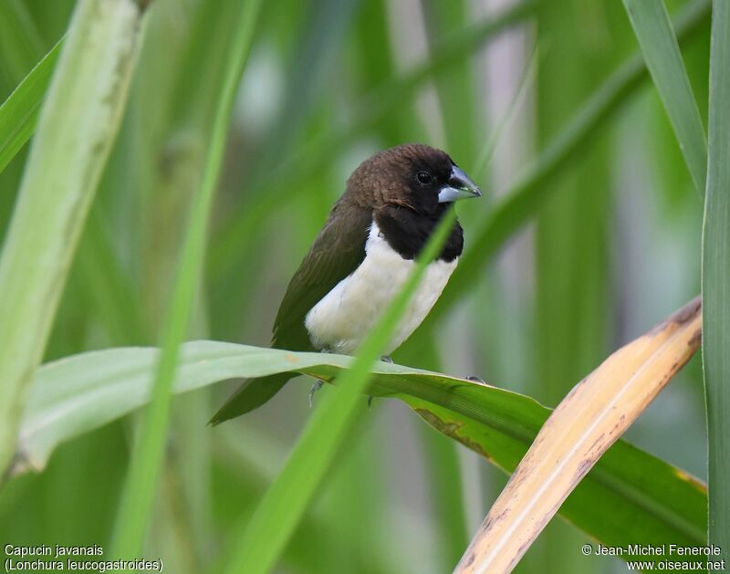 Javan Munia