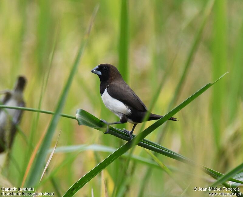 Javan Munia