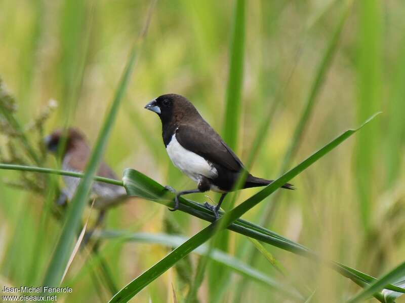 Javan Muniaadult, identification