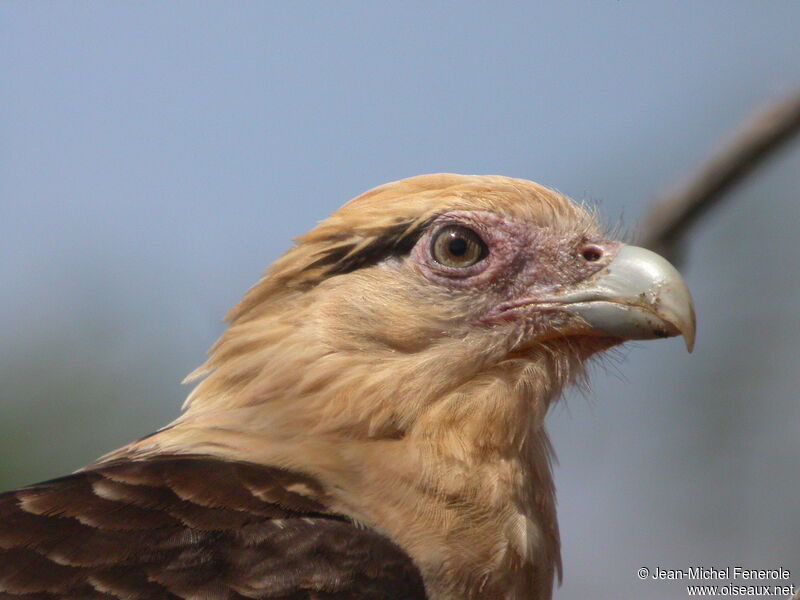 Yellow-headed Caracara