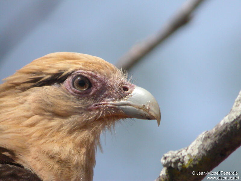 Yellow-headed Caracara