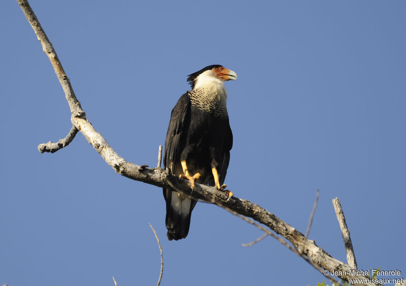 Crested Caracara (cheriway)