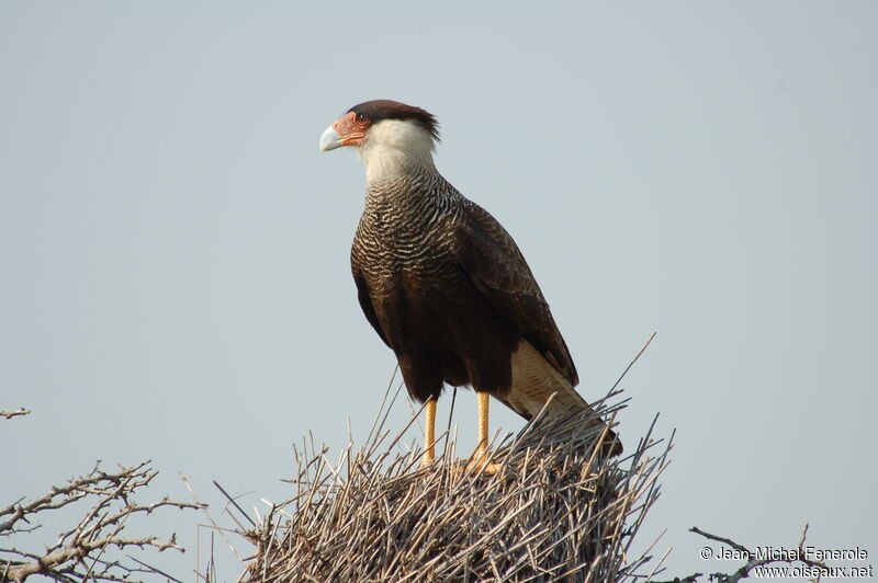 Caracara huppé, identification