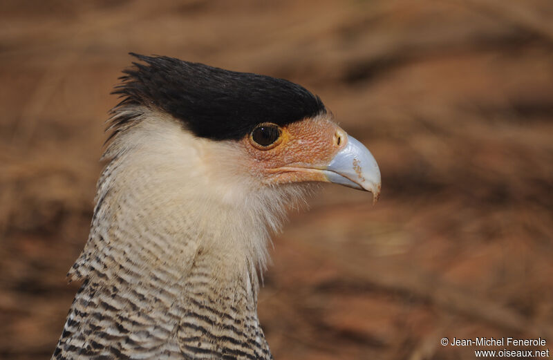 Crested Caracara