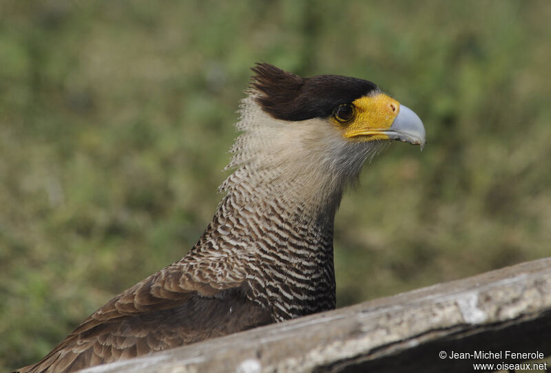 Caracara huppé