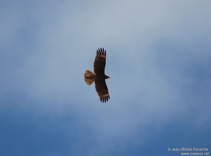 Caracara montagnardimmature