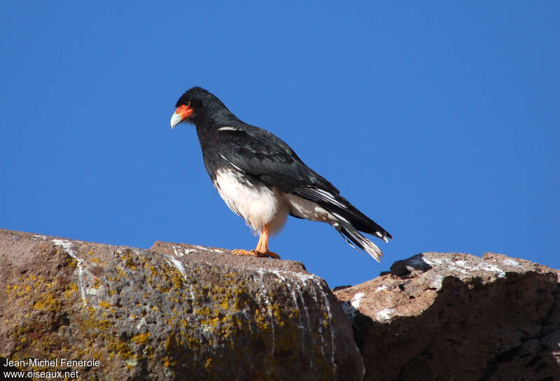 Mountain Caracaraadult, identification