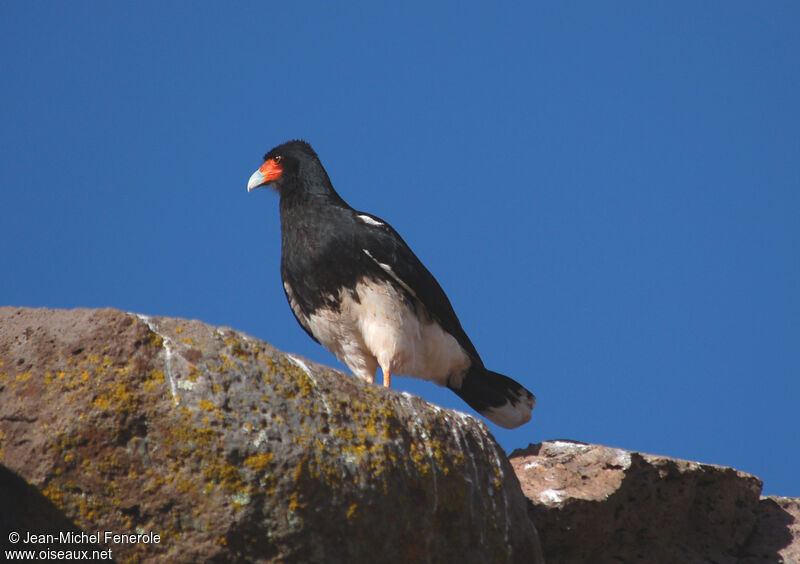 Caracara montagnardadulte