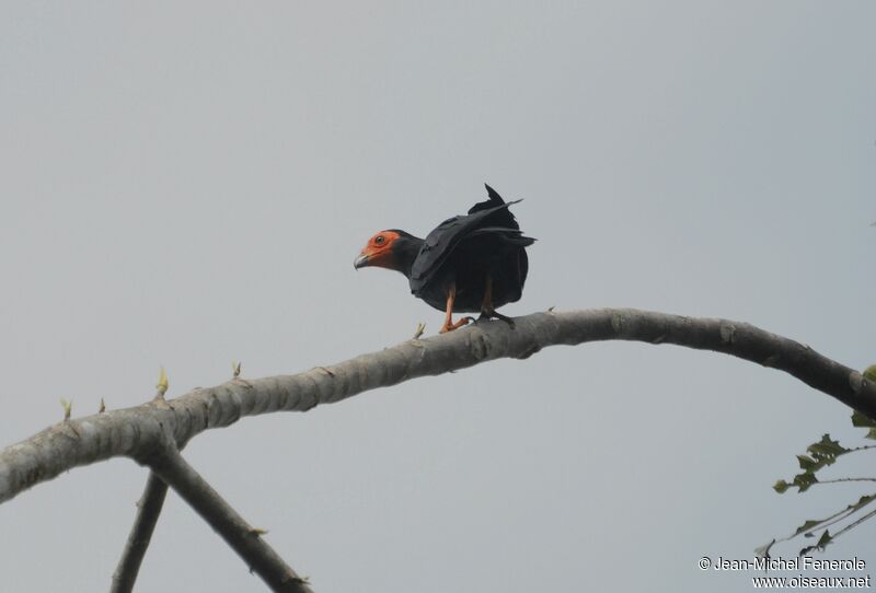 Caracara noir