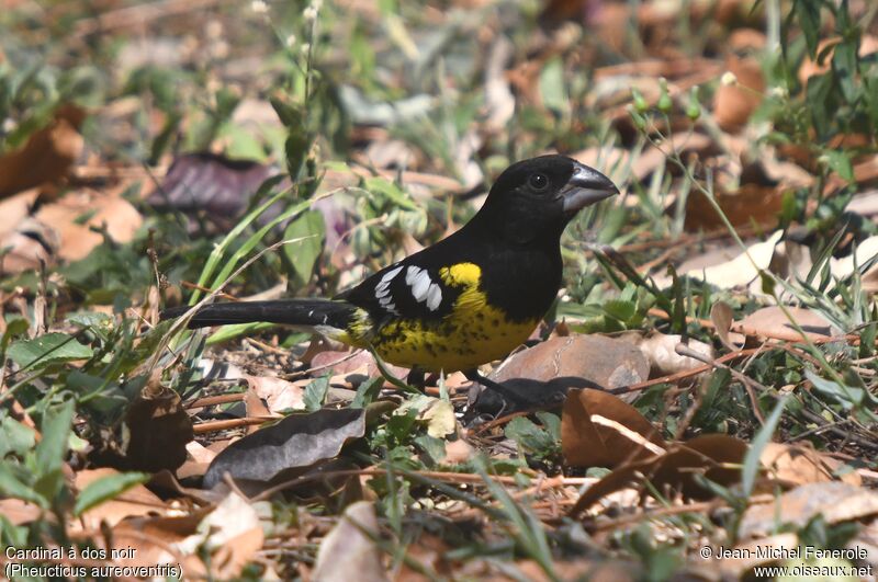 Black-backed Grosbeak