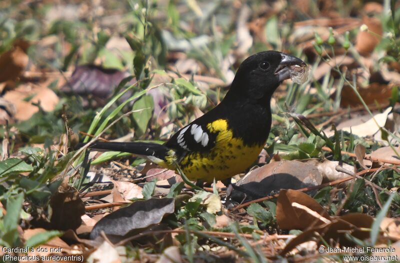 Black-backed Grosbeak