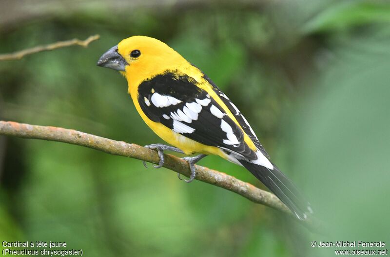 Golden Grosbeak