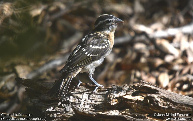 Black-headed Grosbeakimmature