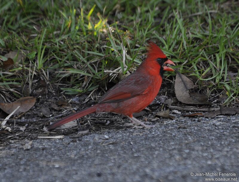 Cardinal rouge