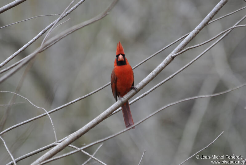 Cardinal rouge mâle adulte