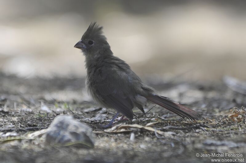 Northern Cardinal