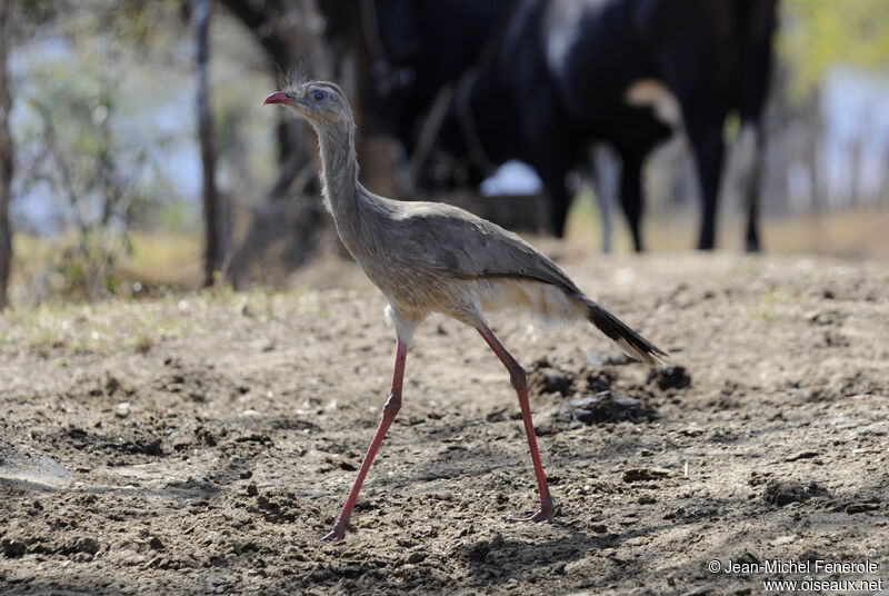 Red-legged Seriema