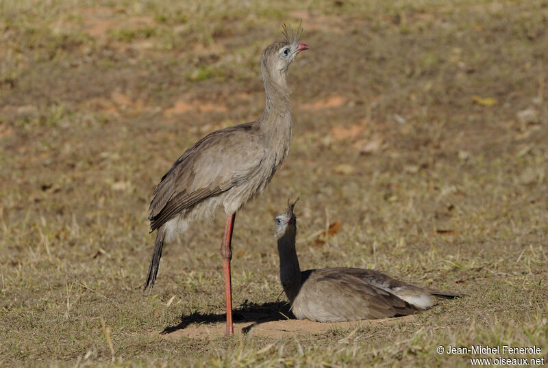 Cariama huppé 