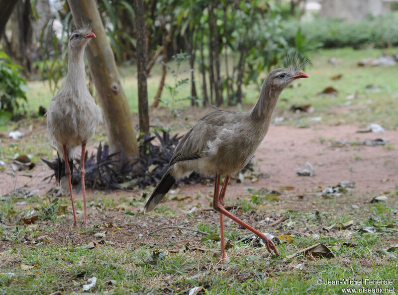 Cariama huppé