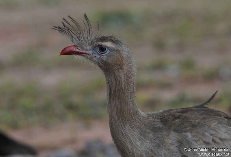 Red-legged Seriema