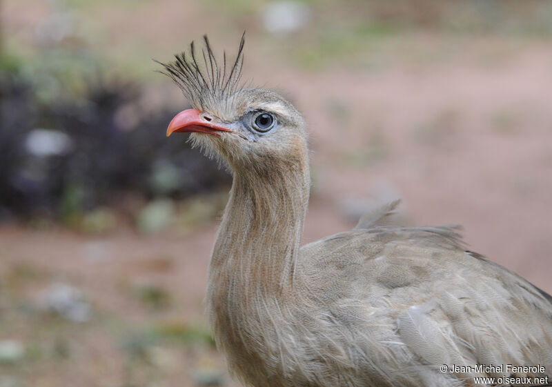 Red-legged Seriema