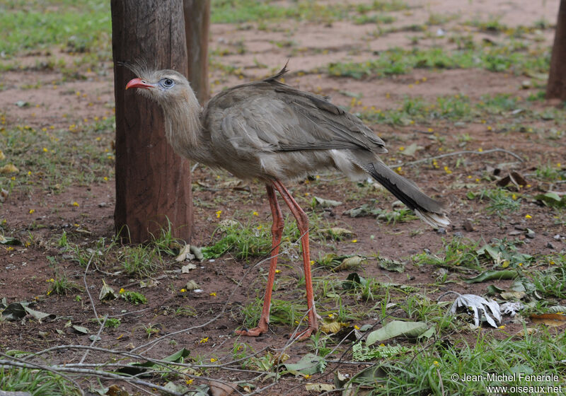 Red-legged Seriema