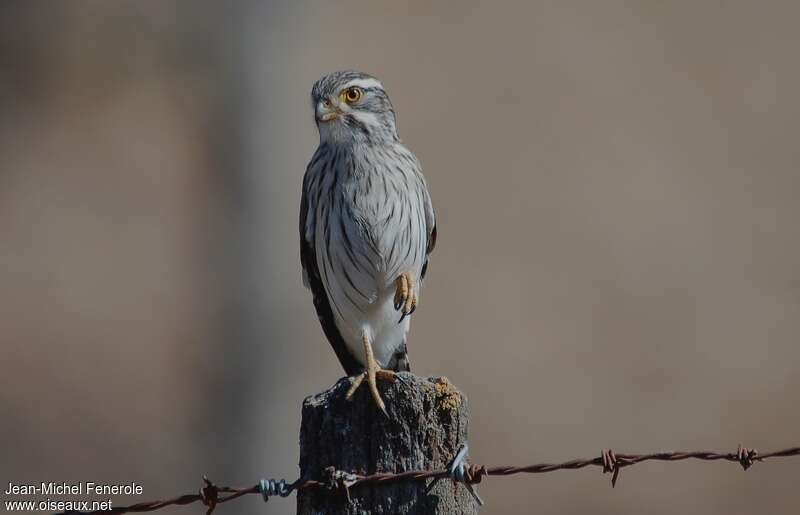 Spot-winged Falconet, close-up portrait