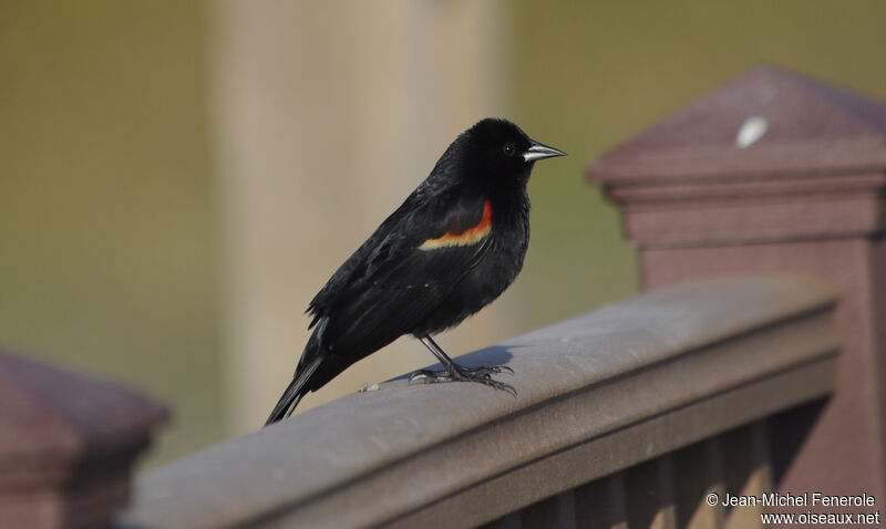 Red-winged Blackbirdadult