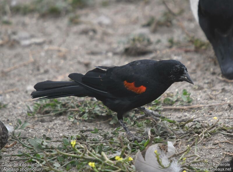 Red-winged Blackbird